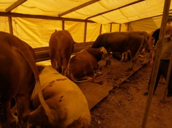 (Özel) Hayvan Pazarlarında Sosyal Mesafeli Pazarlıklar Başladı
