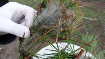 (Özel) İstanbul Ormanlarında Çam Kese Böceği Alarmı
