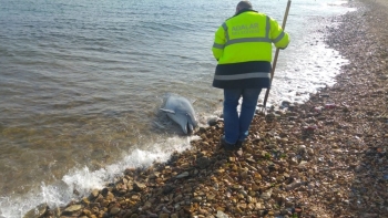 (Özel) Kuyruğu Kesilmiş Haldeki Ölü Yunus Sahile Vurdu
