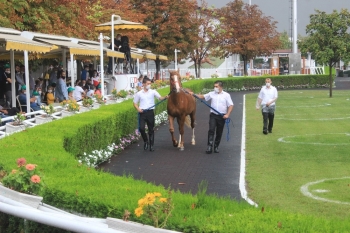 17 Safkan Arap Tayı Sağanak Yağış Altında Satıldı
