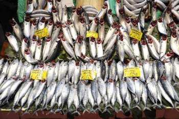 Balık Tezgahlarında Palamut Bolluğu Devam Ediyor
