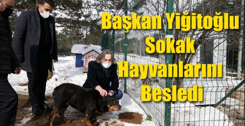 Başkan Yiğitoğlu Sokak Hayvanlarını Besledi