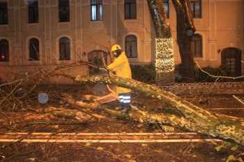 Beşiktaş Dolmabahçe’De Yola Devrilme Tehlikesi Bulunan Ağaç Kesildi
