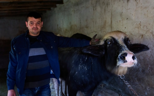 Büyükbaş ve küçükbaş hayvan yetiştiricilerine yem desteği