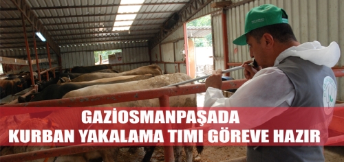 GAZİOSMANPAŞADA KURBAN YAKALAMA TIMI GÖREVE HAZIR