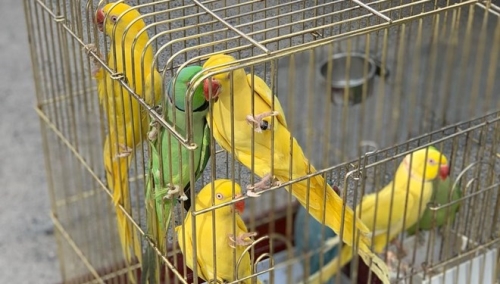 İstanbul’Da Papağan Operasyonu: 66 Papağan Kurtarıldı