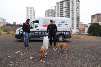 Kartal Belediyesi, Sokak Hayvanlarının Yanında
