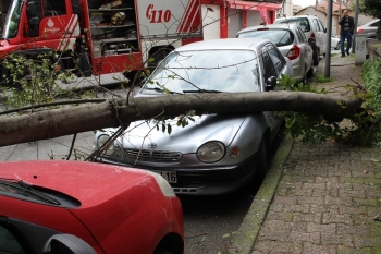 Park Halindeki Aracın Üzerine Ağaç Devrildi
