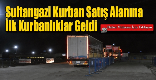 Sultangazi Kurban Satış Alanına İlk Kurbanlıklar Geldi