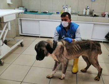 Terk Edilen Yaşlı Köpeğe Belediye Sahip Çıktı
