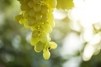 Üzüm İçin Sigorta Zamanı
