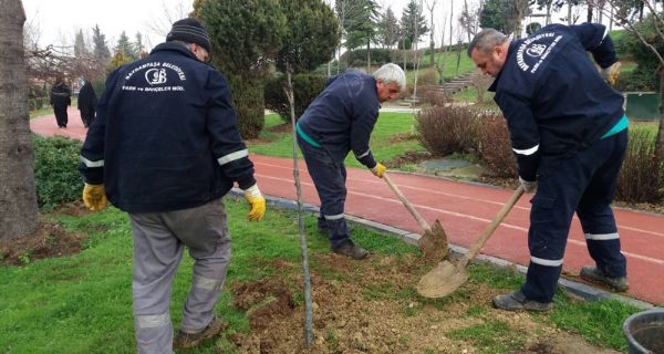 BAYRAMPAŞA’DA PARKLAR MODERNİZE EDİLİYOR, YENİ AĞAÇLAR DİKİLİYOR