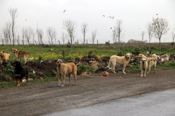 Büyükçekmece Belediyesi, Sokak Hayvanlarını Unutmadı
