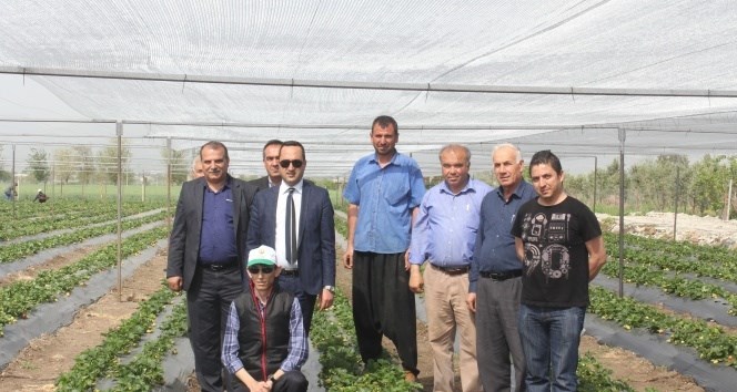 Düziçi’nde çilek yetiştiriciliği kursu