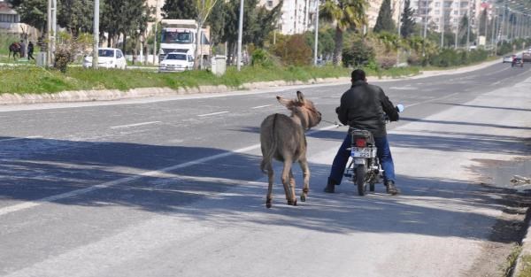 Eşeğe motosikletli eziyet